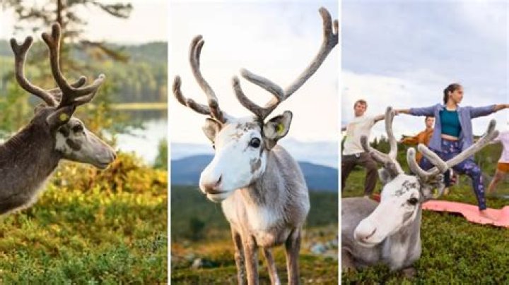 Join Vesku, the World’s First Reindeer Influencer, for Hiking, Swimming, and Yoga