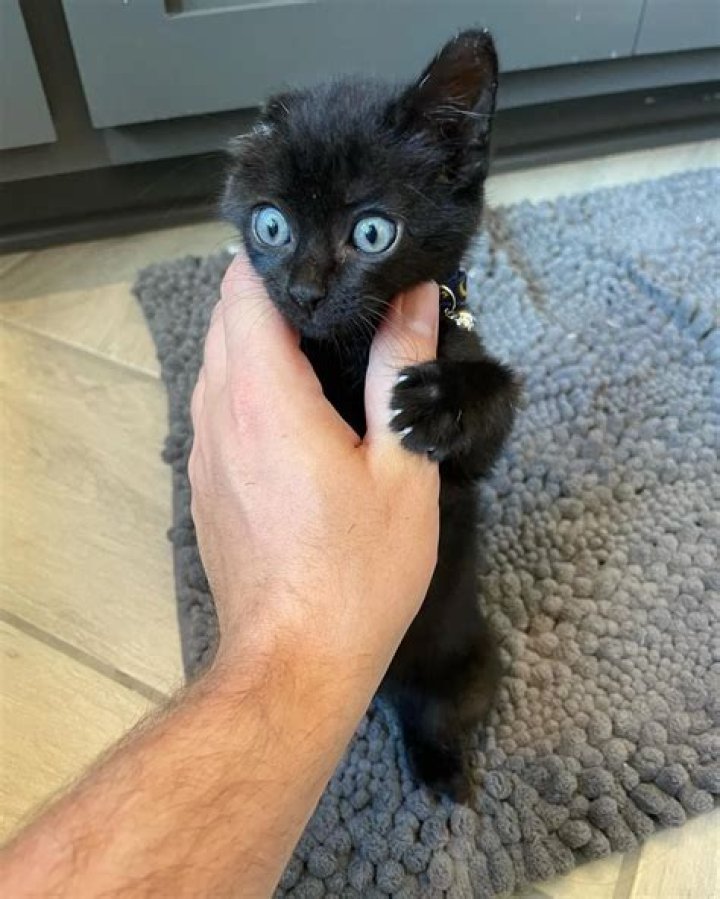 Mizkif (Matthew Rinaudo) Pets - Celebrity Pets